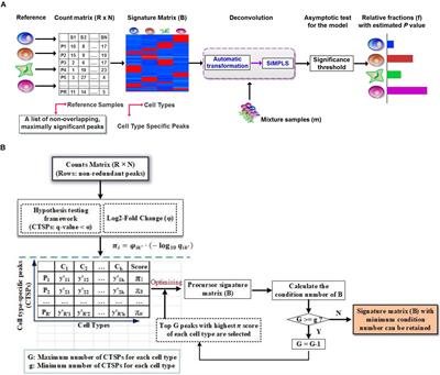 DeconPeaker, a Deconvolution Model to Identify Cell Types Based on Chromatin Accessibility in ATAC-Seq Data of Mixture Samples